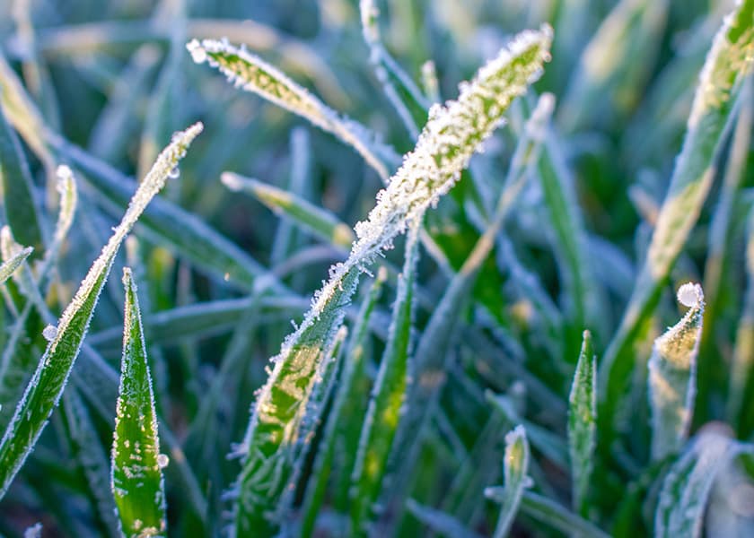 Frost, now and in the future