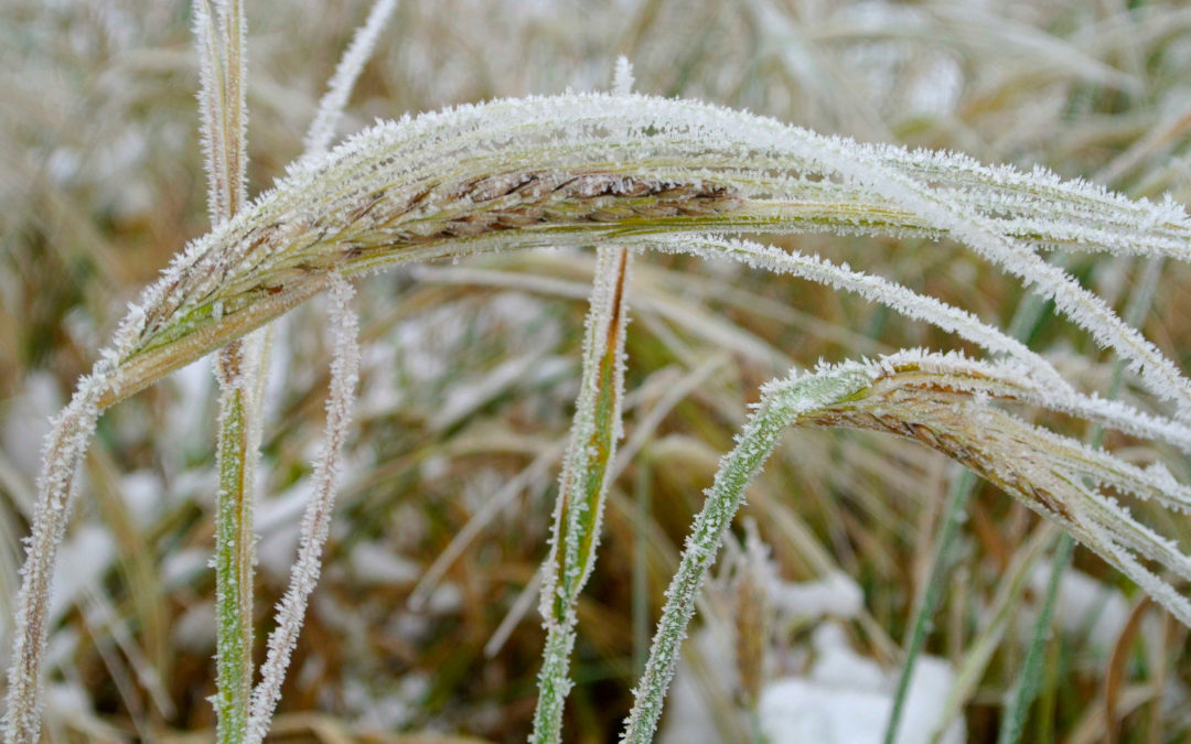 Frost, now and in the future