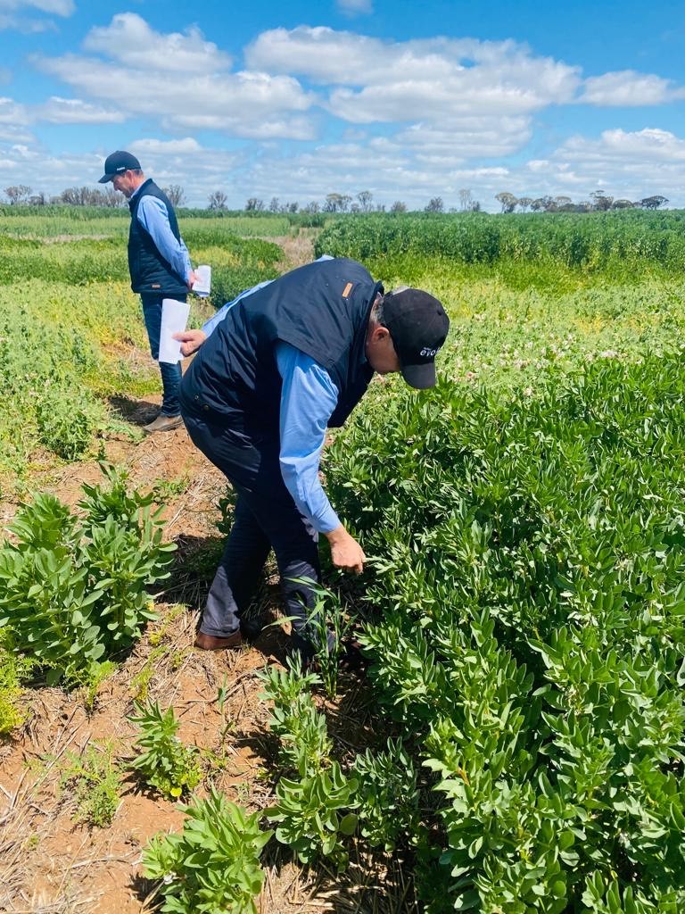 Closing the Economic Yield Gap of Grain Legumes in WA - Grower Group ...