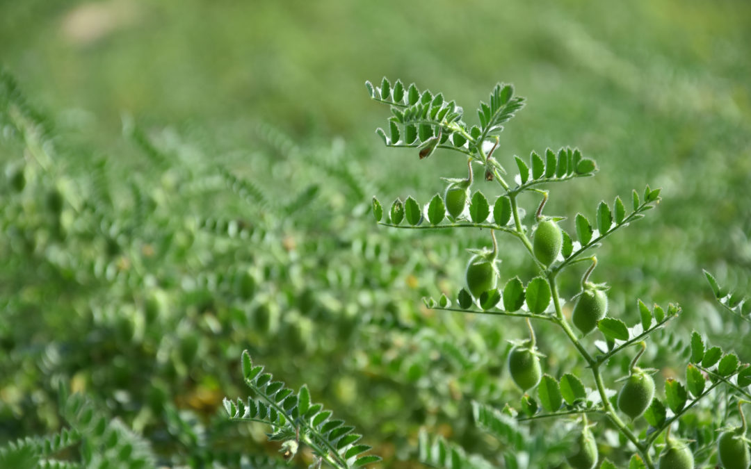 Closing the Economic Yield Gap of Grain Legumes in WA