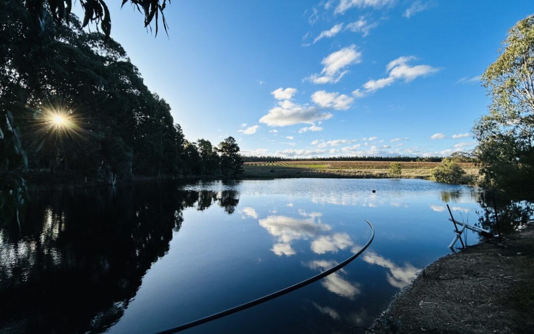 Water Quality Testing & Herbicide Efficacy Project