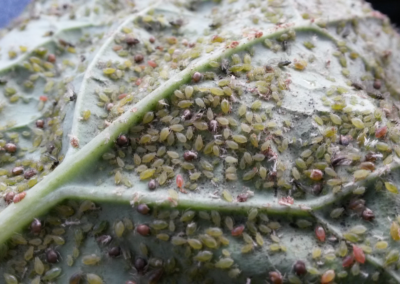 Insecticide resistance in the green peach aphid: national surveillance, preparedness and implications for virus management