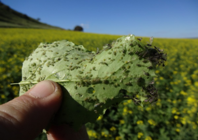 Targeted, proactive and effective management of Turnip Yellow Virus, green peach aphid and insecticide resistance