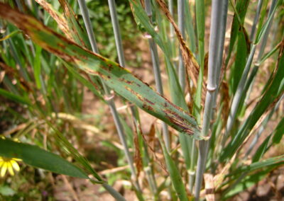 Management of Spot form of net blotch in the low rainfall zones of Western Australia