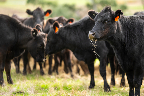 Livestock Extension Resources